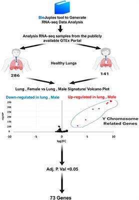 The Molecular Basis of Gender Variations in Mortality Rates Associated With the Novel Coronavirus (COVID-19) Outbreak